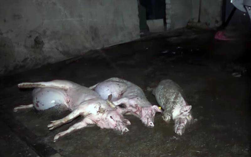 reality_pig_caption_100