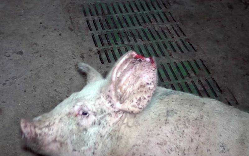 reality_pig_caption_101