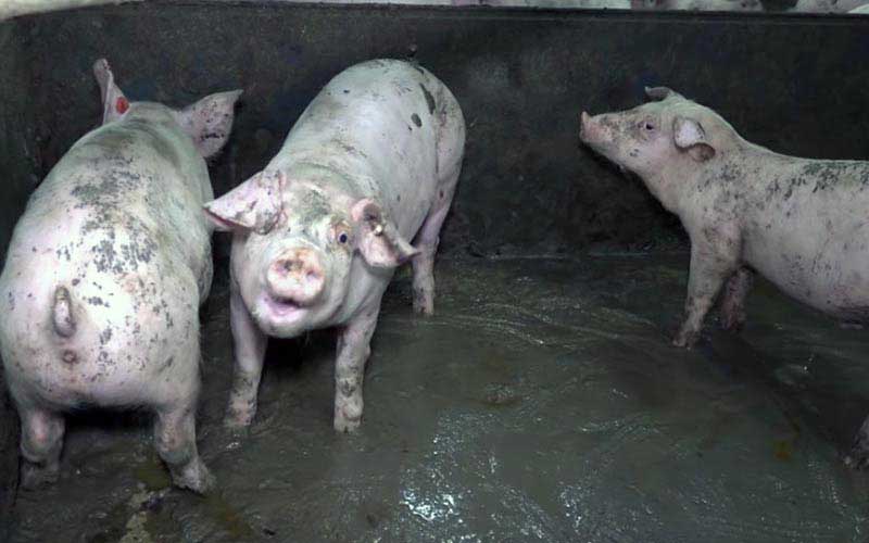 reality_pig_caption_102