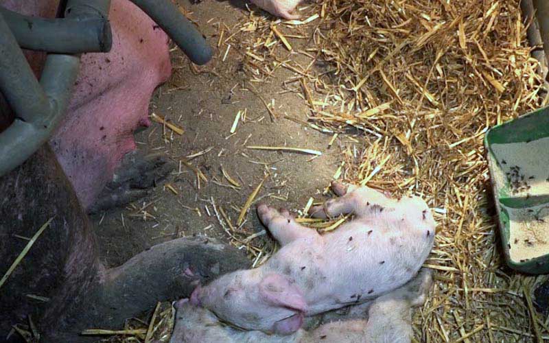 reality_pig_caption_103