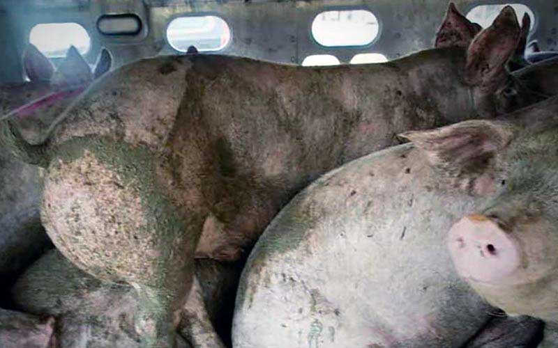 reality_pig_caption_107