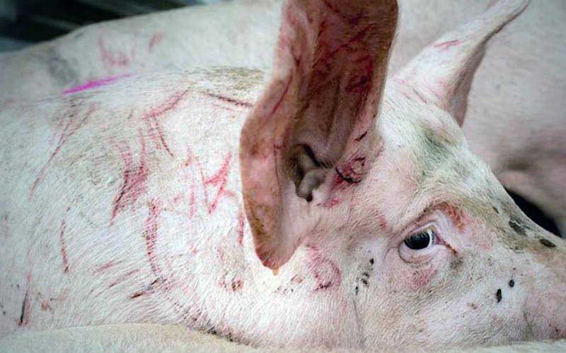 reality_pig_caption_108