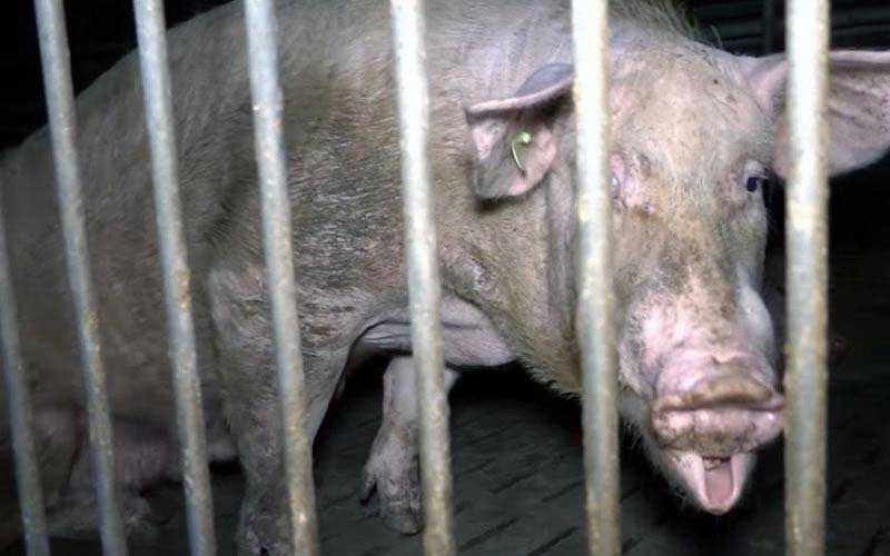 reality_pig_caption_110