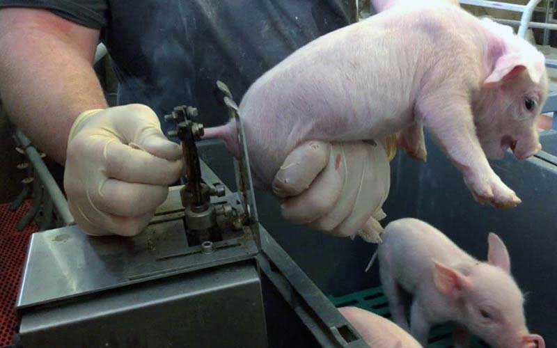 reality_pig_caption_114