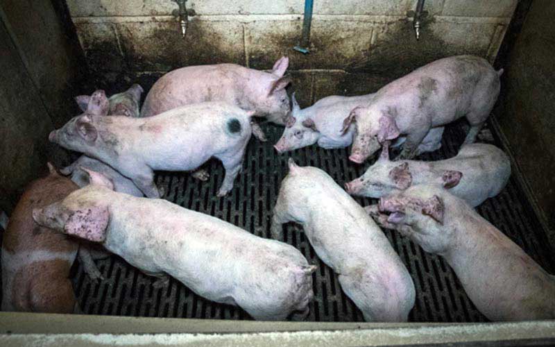 reality_pig_caption_115