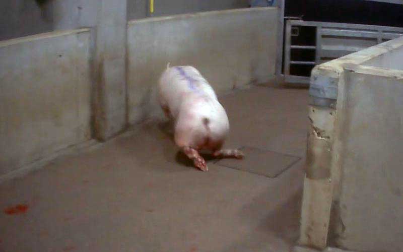 reality_pig_caption_117