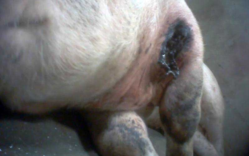 reality_pig_caption_119