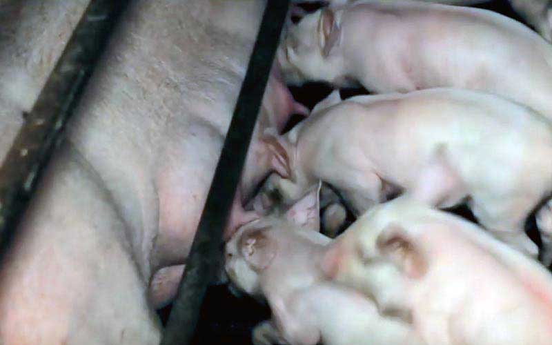 reality_pig_caption_12