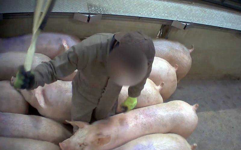 reality_pig_caption_120