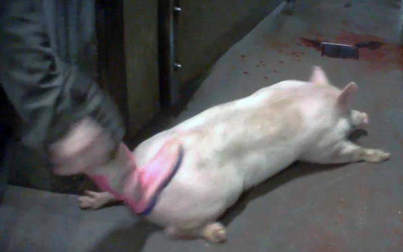 reality_pig_caption_121
