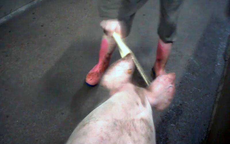 reality_pig_caption_122