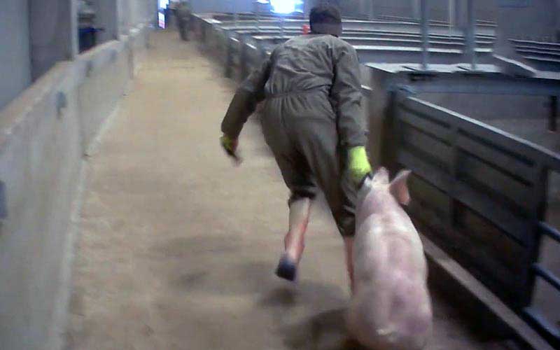 reality_pig_caption_124