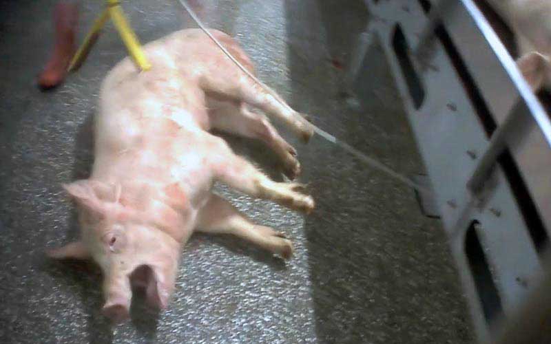 reality_pig_caption_125