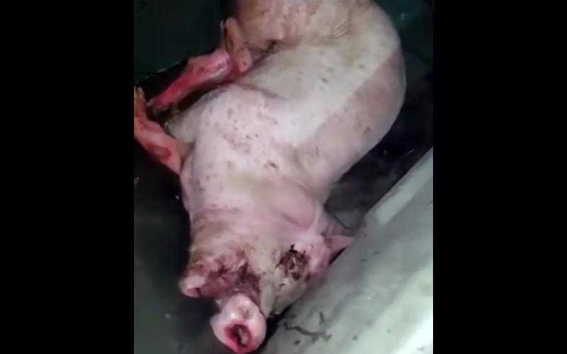 reality_pig_caption_126