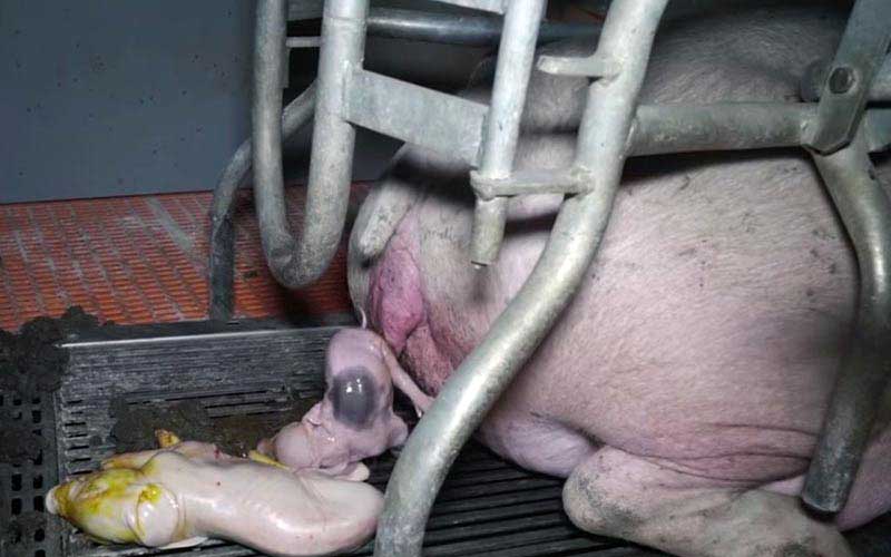 reality_pig_caption_127