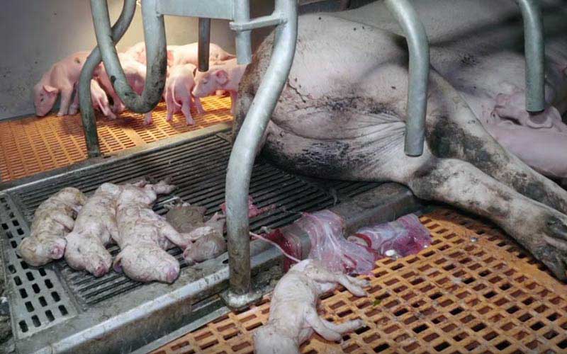 reality_pig_caption_128