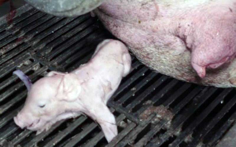 reality_pig_caption_129