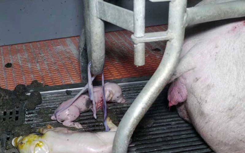 reality_pig_caption_130