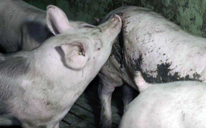 reality_pig_caption_133