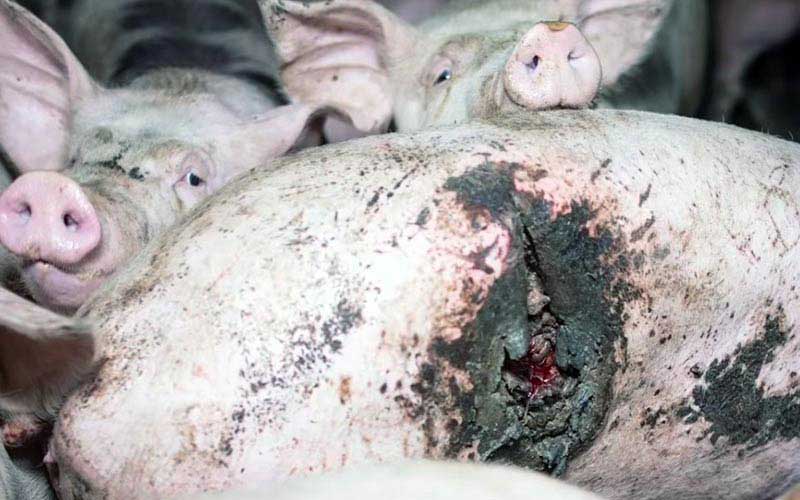 reality_pig_caption_134