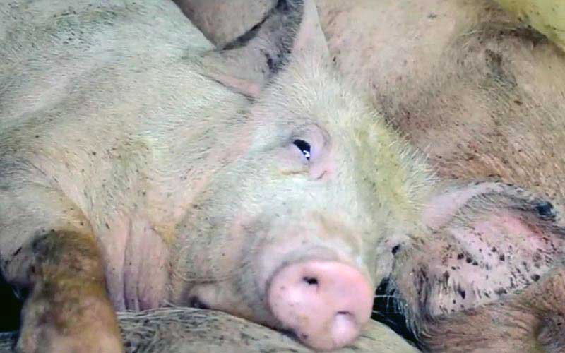 reality_pig_caption_14
