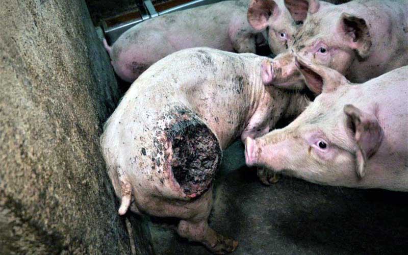 reality_pig_caption_142
