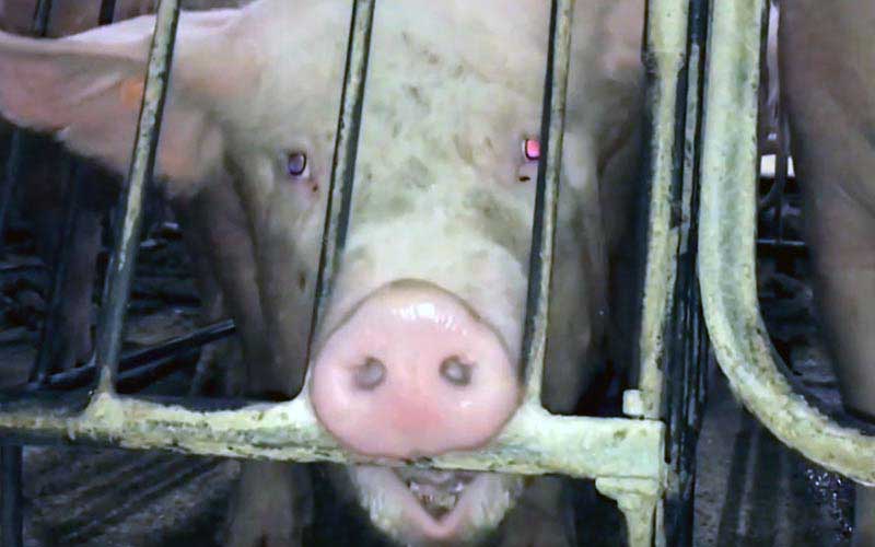 reality_pig_caption_19