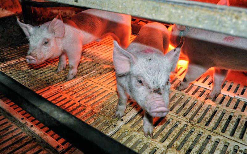 reality_pig_caption_23