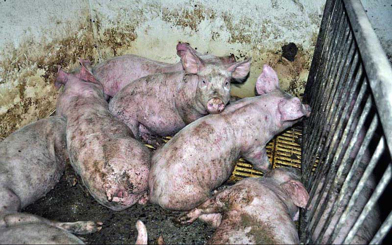 reality_pig_caption_26