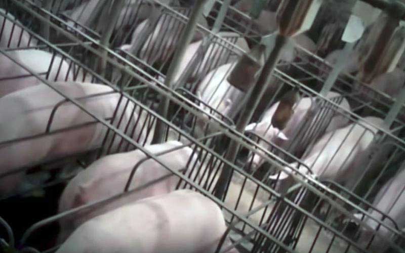 reality_pig_caption_27