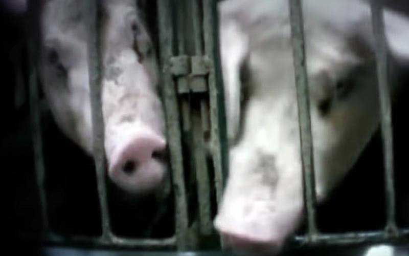 reality_pig_caption_28