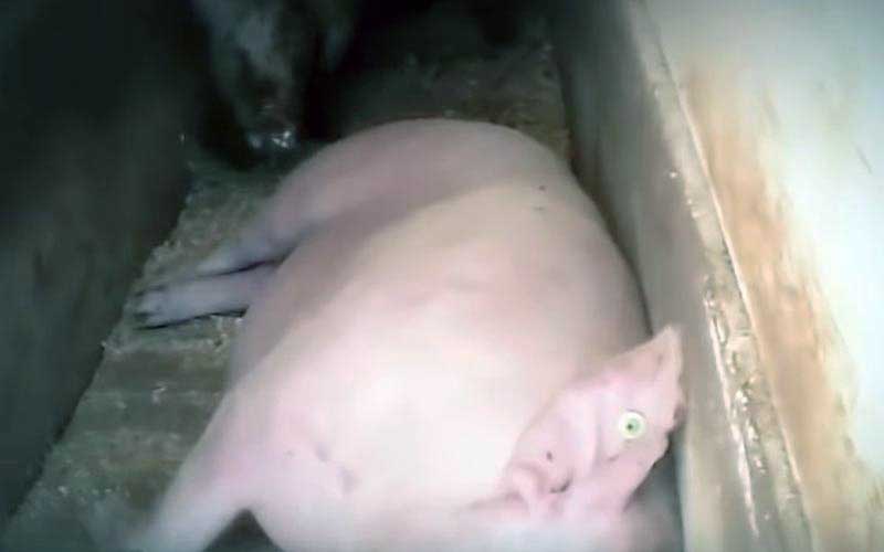 reality_pig_caption_32
