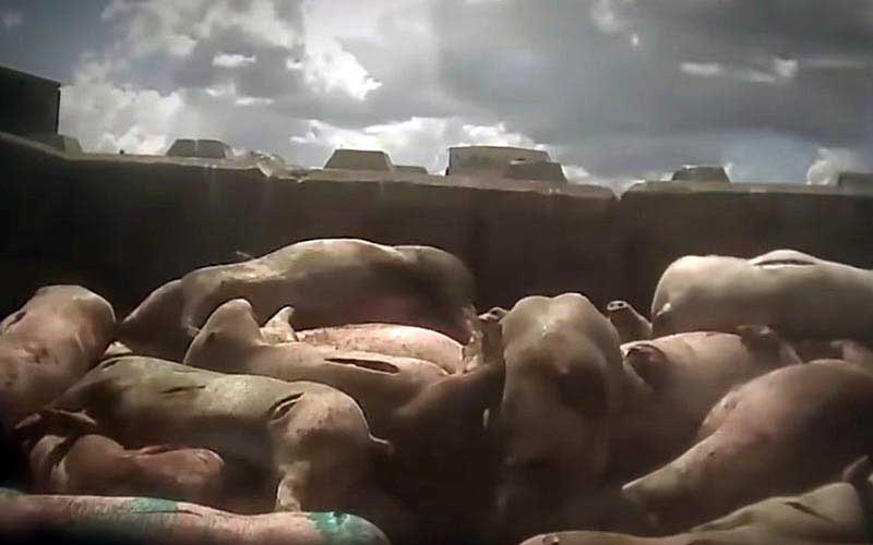 reality_pig_caption_38