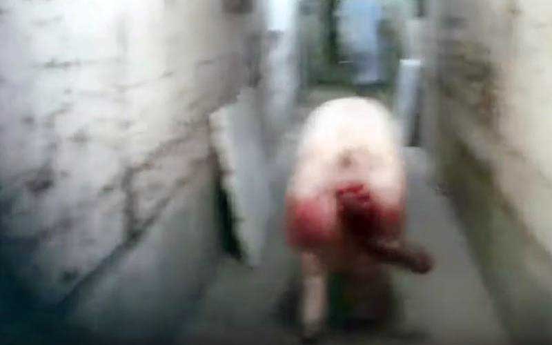 reality_pig_caption_49