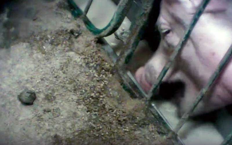 reality_pig_caption_55