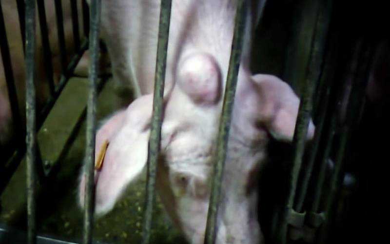 reality_pig_caption_58