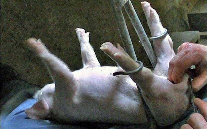 reality_pig_caption_61
