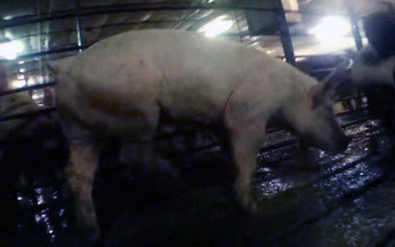reality_pig_caption_64