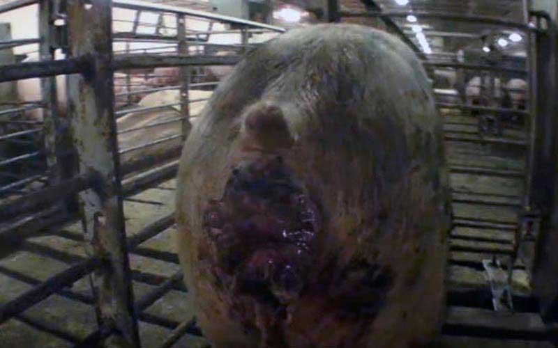 reality_pig_caption_67