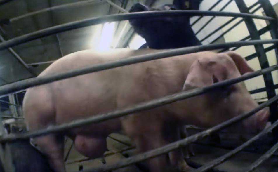 reality_pig_caption_70