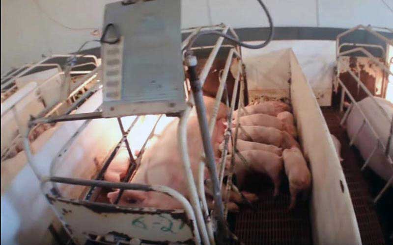 reality_pig_caption_71