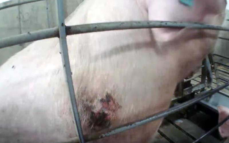 reality_pig_caption_72