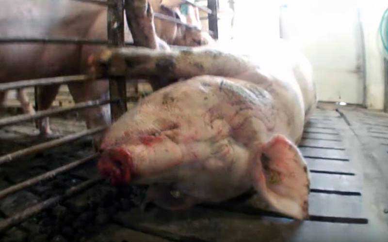 reality_pig_caption_74