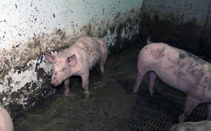reality_pig_caption_78