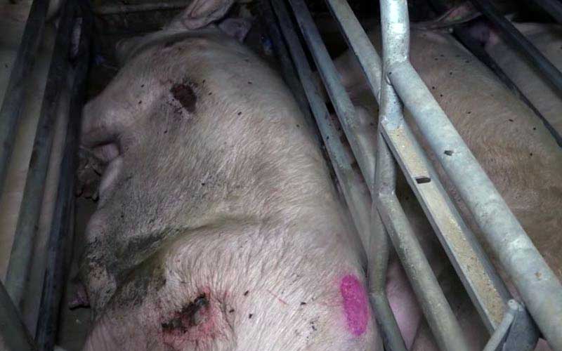 reality_pig_caption_79