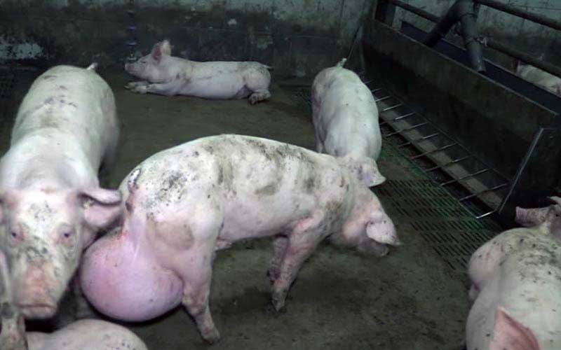 reality_pig_caption_80