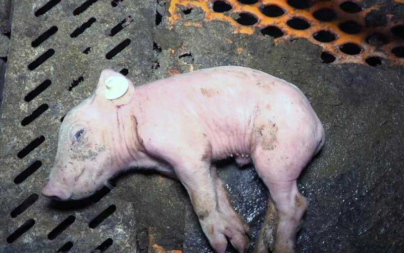 reality_pig_caption_81