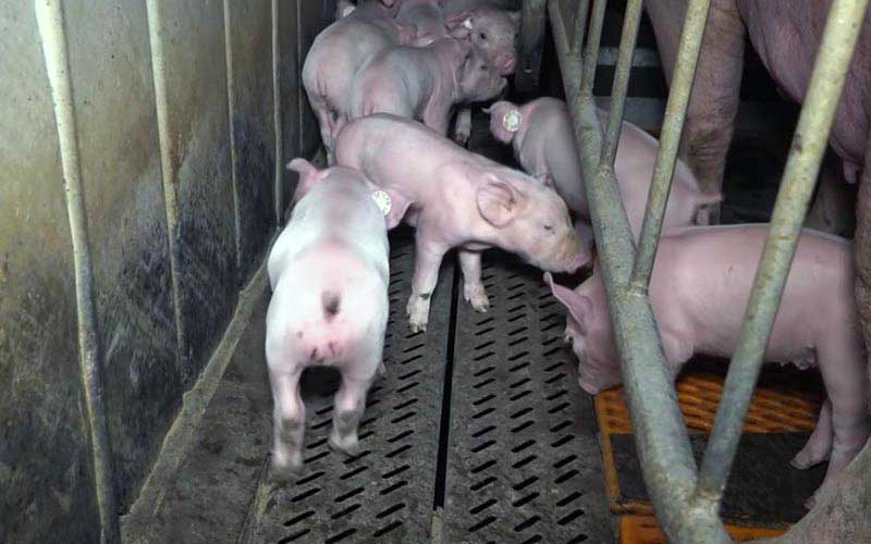 reality_pig_caption_82