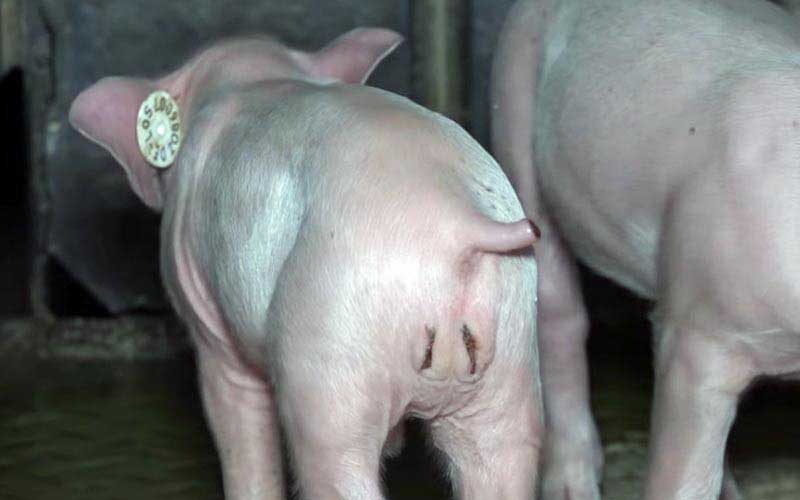 reality_pig_caption_87