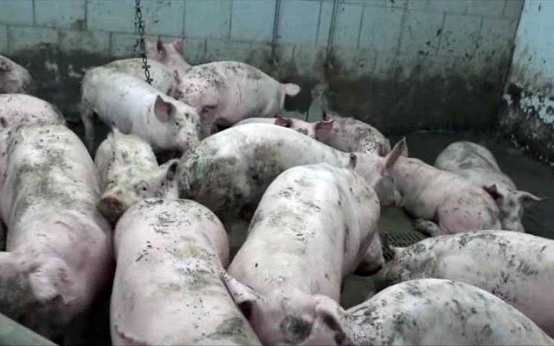 reality_pig_caption_89